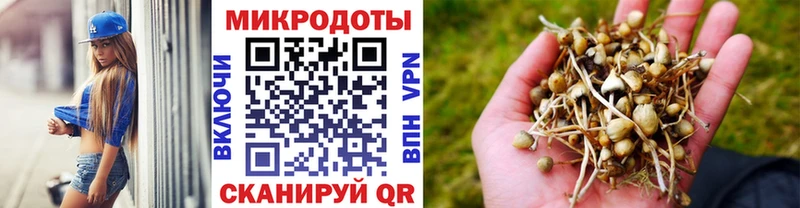 Псилоцибиновые грибы прущие грибы  Кингисепп 